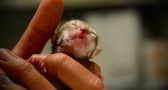 Nobody expected what this tiny abandoned kitten would turn out to be